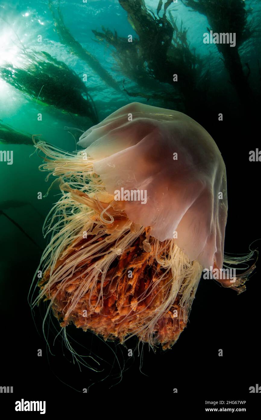Lions Mähne Qualle (Cyanea capillata) in einem Kelpwald im God's Pocket Marine Park, Port Hardy, British Columbia, Kanada Stockfoto