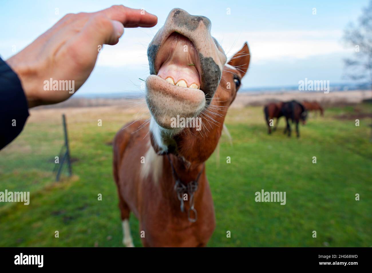 Braunes Pferd lachend und lächelnd im Freien Stockfoto