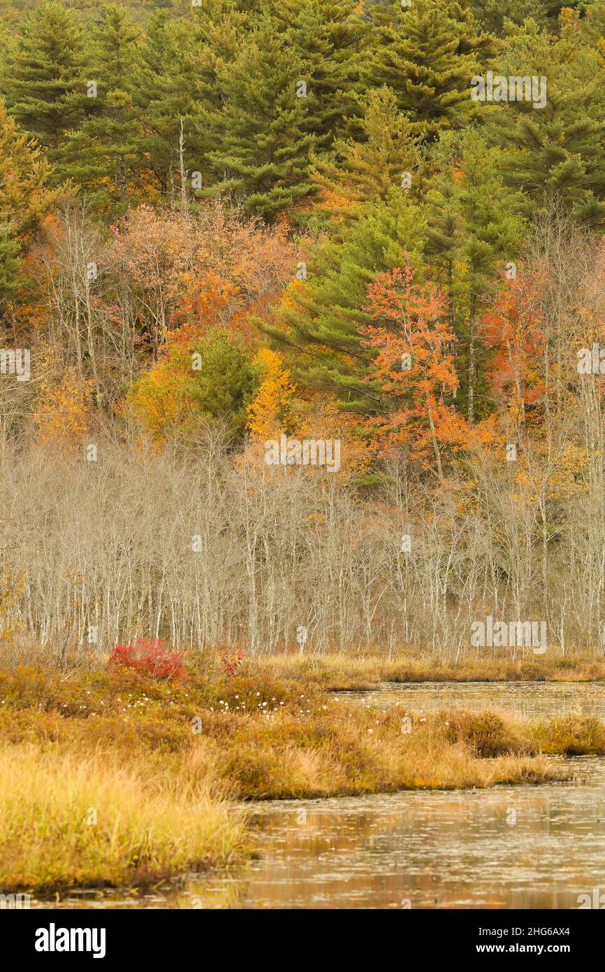 Spektakuläre Farben im Norden von New Hampshire, vor allem im Oktober! Kommen Sie nach New England! Sandwich liegt zwischen Squam Lake (am Golden Pond), und Stockfoto