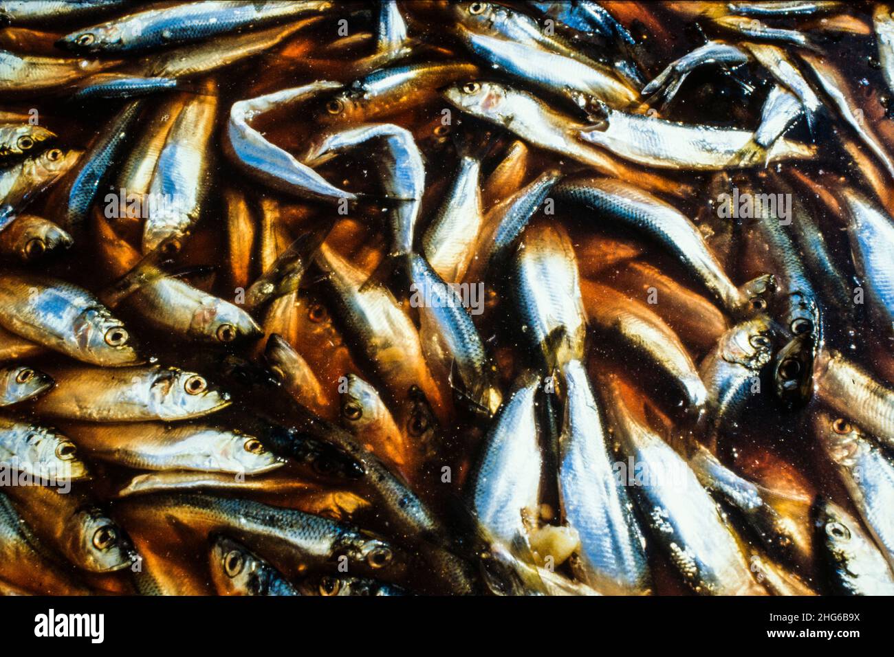 Dose Surströmming ist fermentierte Ostsee-Hering, oft beschrieben als das  Schlimmste riechende Lebensmittel der Welt Stockfotografie - Alamy
