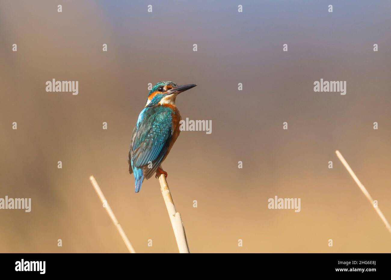 Gewöhnlicher eisvogel, Alcedo, sitzt auf einem Ast in der Nähe eines Flusses, Malaga. Andalusien. Stockfoto