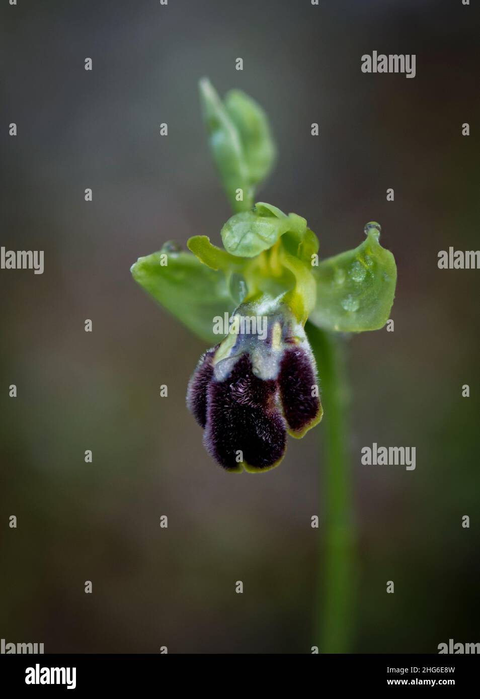 Ophrys Lupercalis, dunkle Bienenorchidee oder die dunkle Bienenorchidee, Andalusien, Spanien Stockfoto