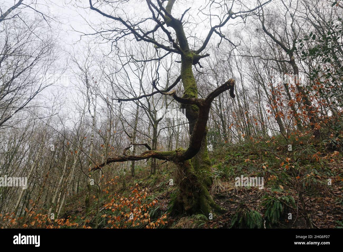 Schauriger Baum Stockfoto