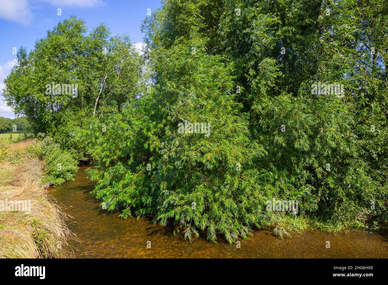 Salix viminalis wächst hoch auf einer Flussbiegung Stockfoto