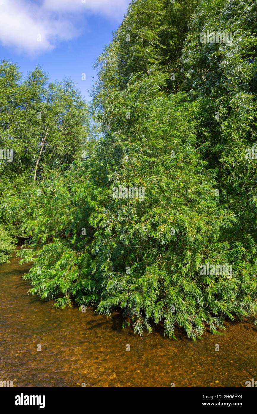 Salix viminalis wächst hoch auf einer Flussbiegung Stockfoto