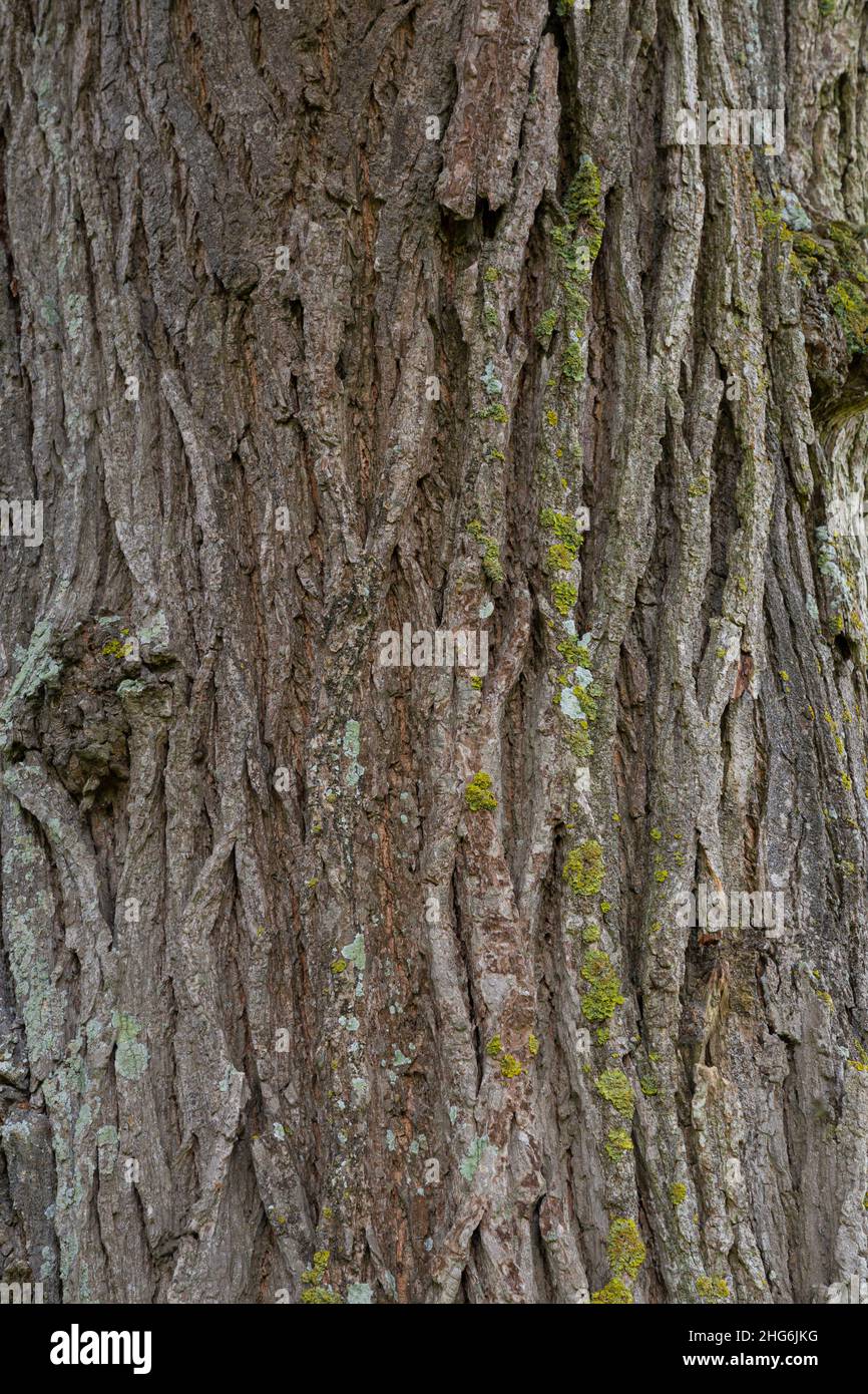 Ulmus glabra Rinde Stockfoto