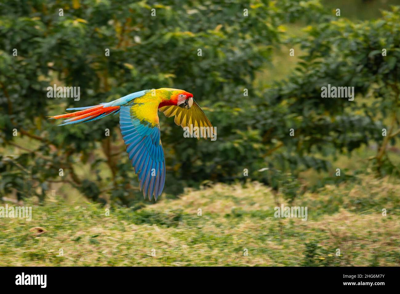 Hellroten Aras (Ara Macao) im Flug Stockfoto