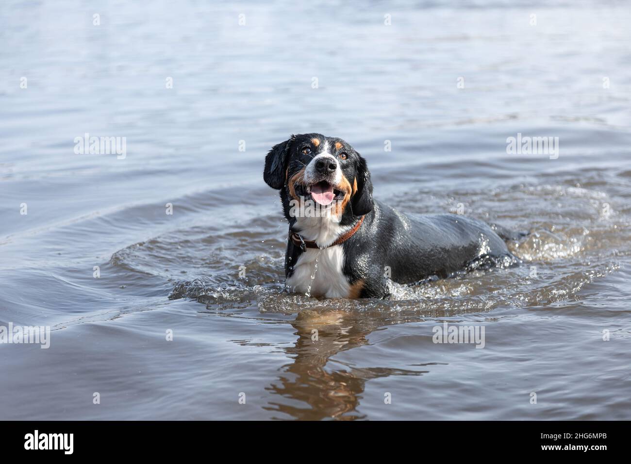 Junghund von Entlebucher sennenhund brüten im Wasser Stockfoto