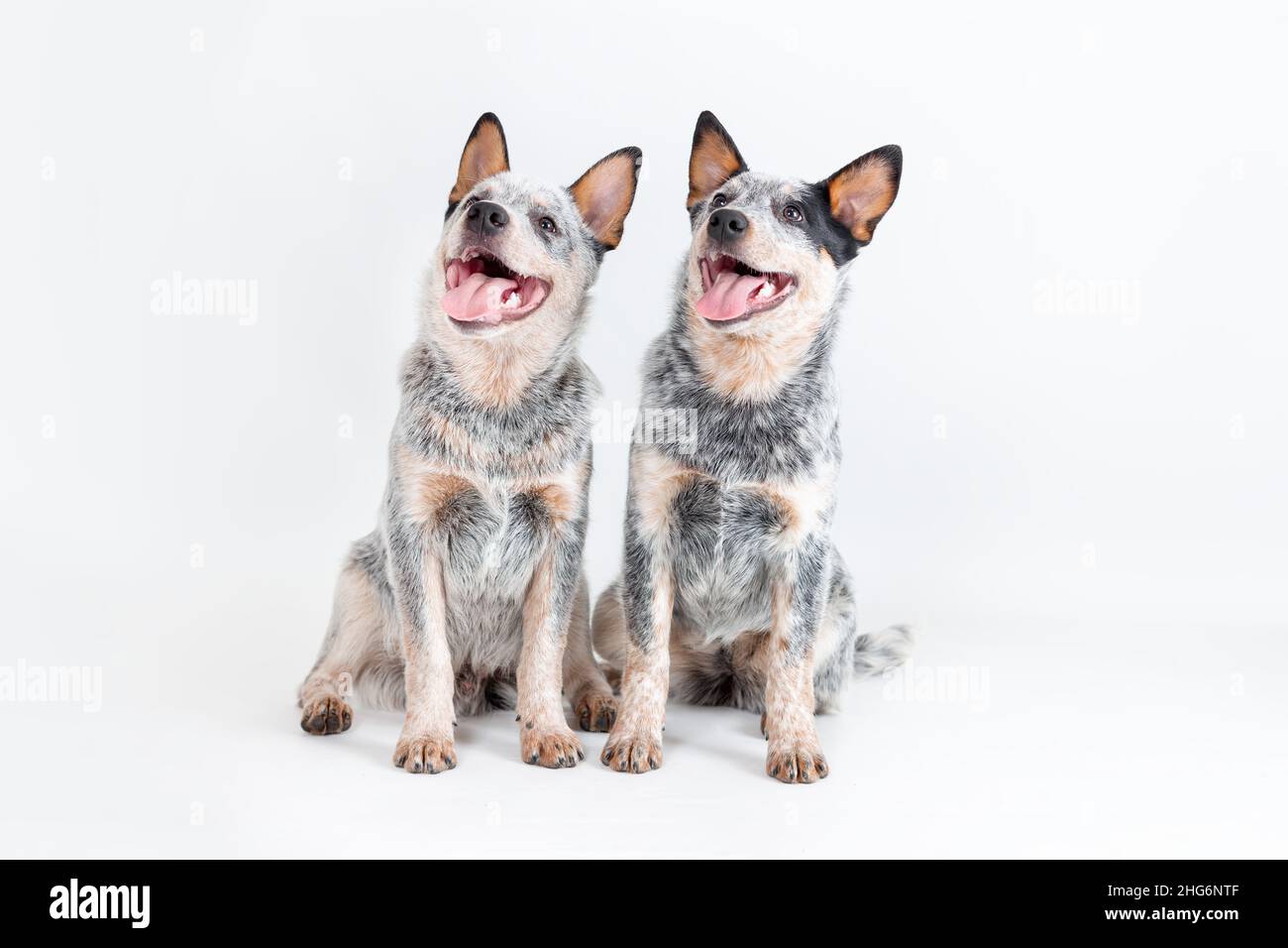 Zwei niedliche blaue Heeler Welpen sitzen isoliert auf weißem Hintergrund. Australische Rinderhunde Haustier Porträt Stockfoto