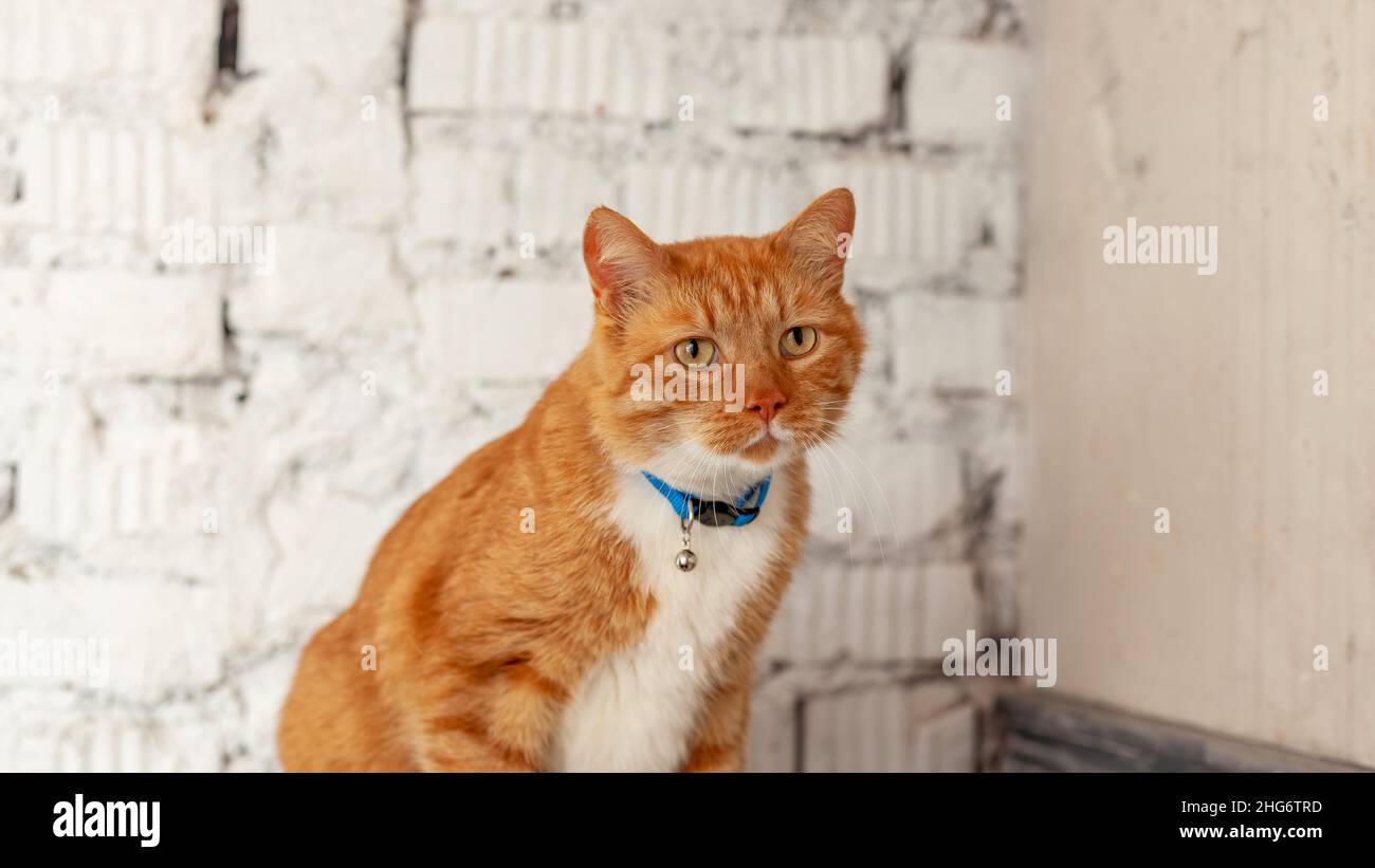 Porträt einer häuslichen rot gestromten Katze, die zu Hause auf einem Wandhintergrund sitzt Stockfoto