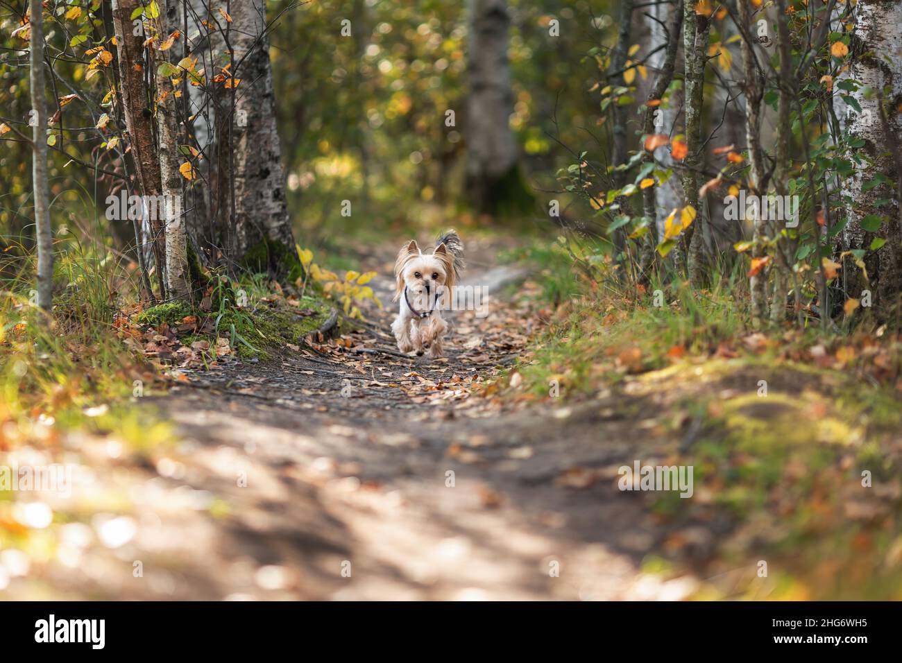Junge süße yorkshire Terrier Rasse Hund läuft allein im Herbstwald für Besitzer Stockfoto