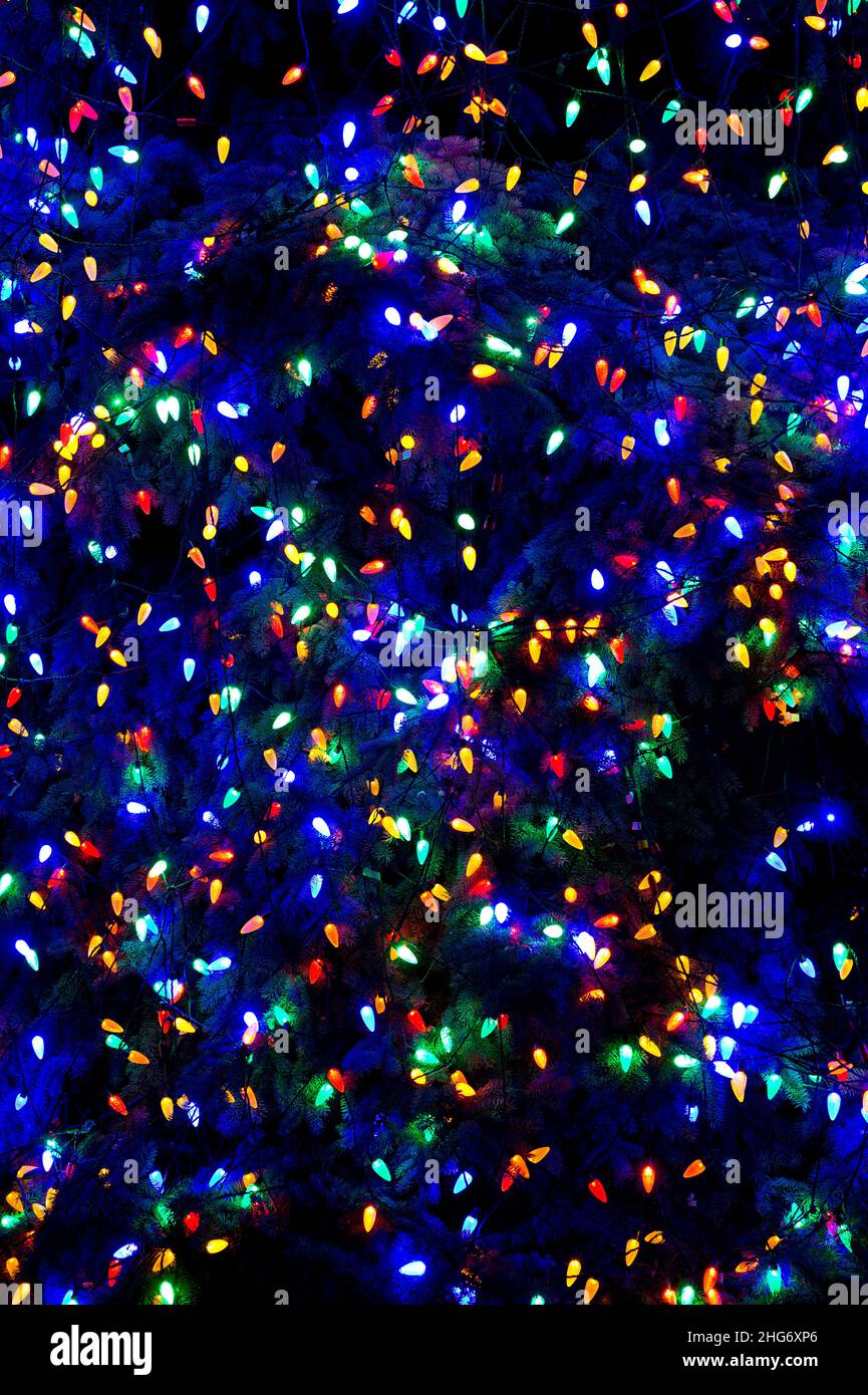 Weihnachtsbeleuchtung am Weihnachtsbaum Stockfoto