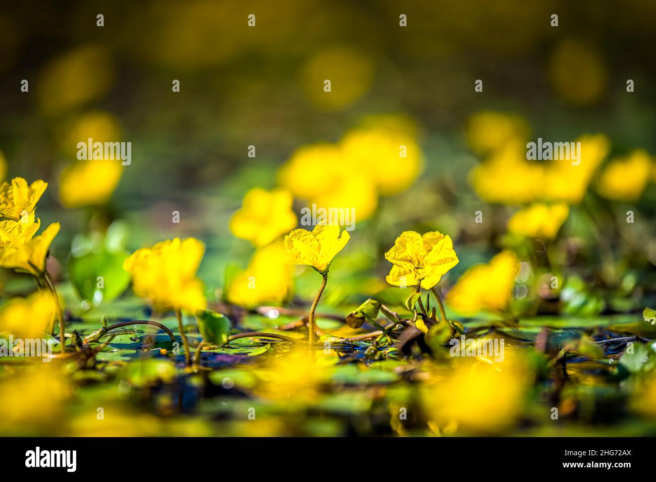 Nymphoides peltata umsäumte Seerose mit gelben, schwimmenden Herzblumen im Wasserteich Sumpf in Virginia Makro Nahaufnahme Bodenoberfläche flach niedrigen Winkel Stockfoto