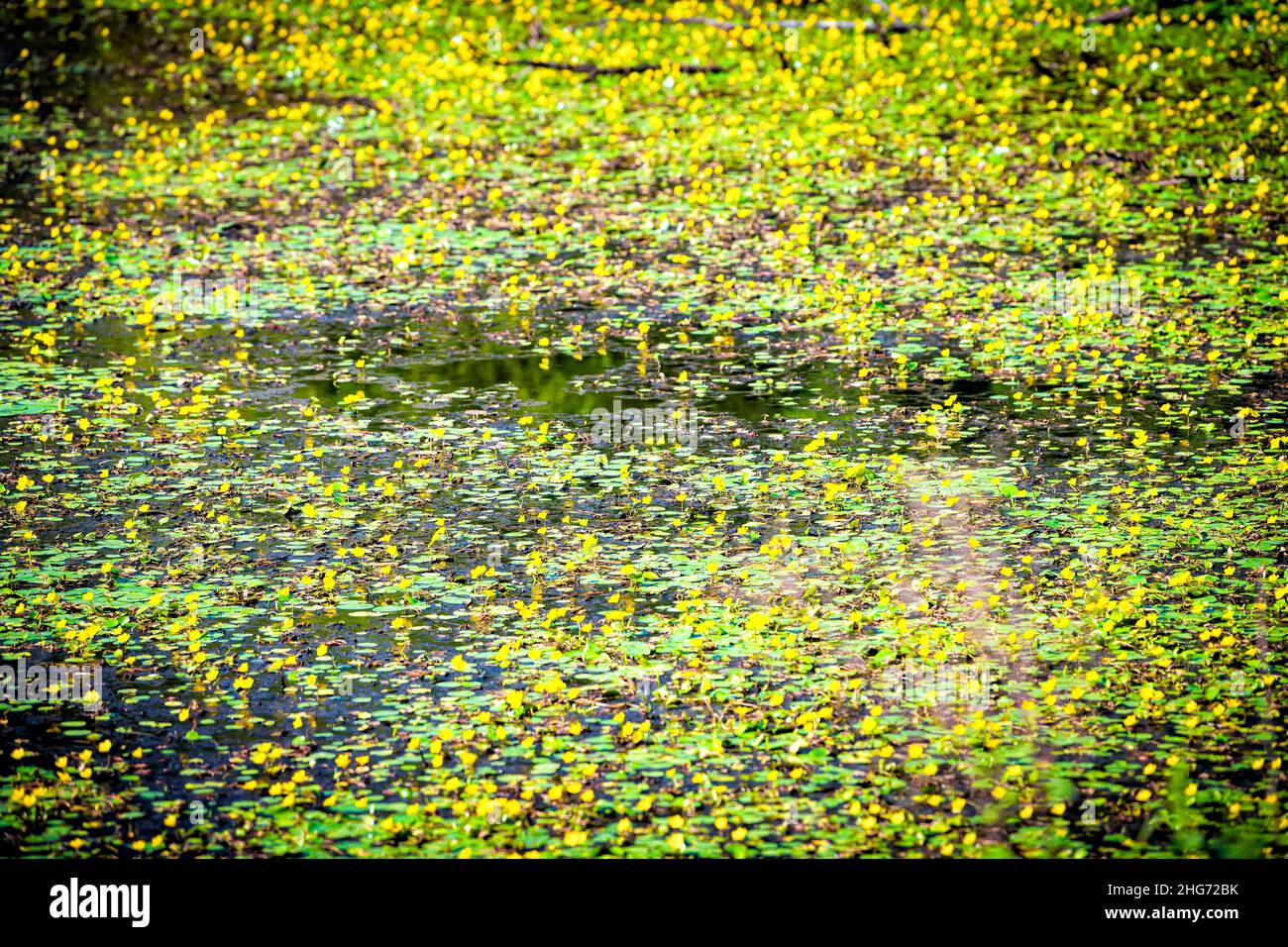 Abstraktes Muster Hintergrund von nymphoides peltata gesäumte Seerose mit gelben schwebenden Herzblumen in Wasserteich in Virginia ländlichen Land ländlichen ga Stockfoto
