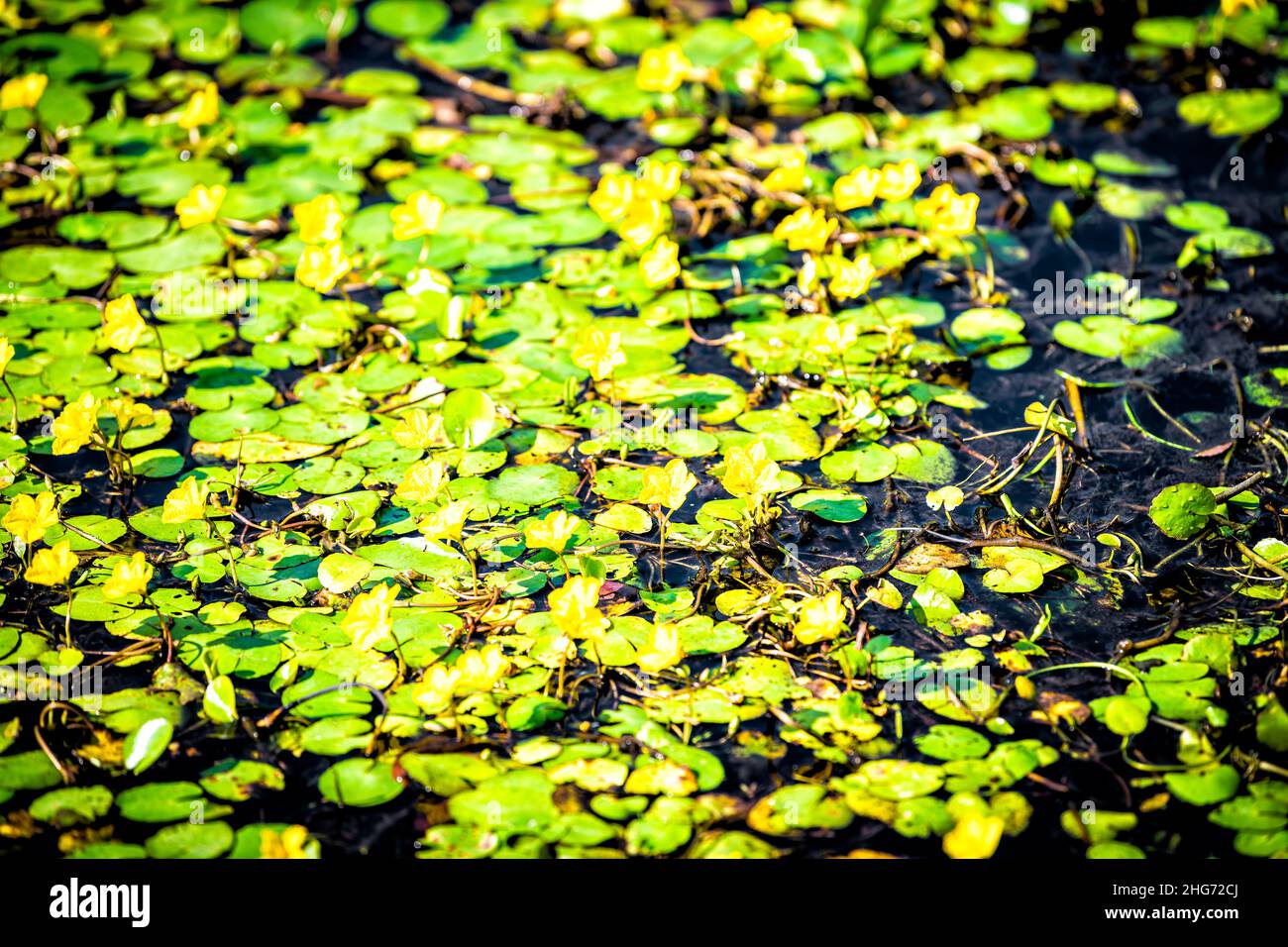 Abstraktes Muster Nahaufnahme Hintergrund von nymphoides peltata gesäumte Seerose mit gelb schwebenden Herzblumen in Wasser Sumpf Teich im Virginia Garten Stockfoto