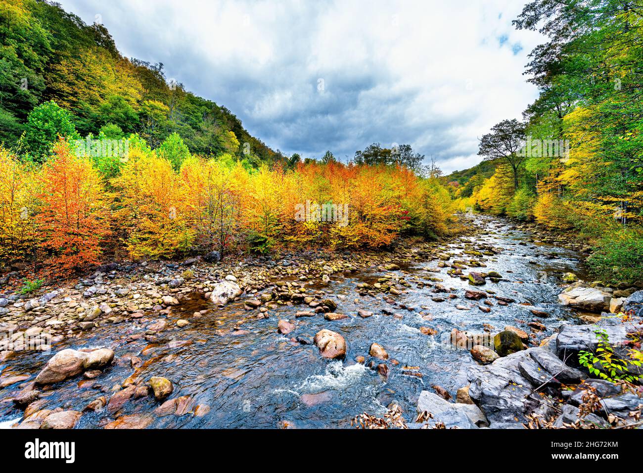 Fließendes Wasser am Red Creek in der Wildnis von Dolly Sods, West Virginia, mit farbenprächtigem, goldorange-gelben Herbstlaub von Bäumen im Canaan Valley A Stockfoto