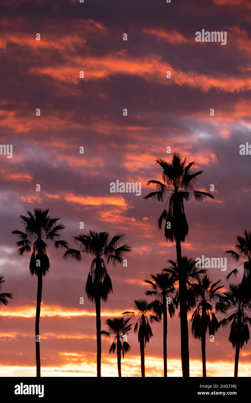 Silhouette einer Palmengruppe bei Sonnenuntergang im Porträt Stockfoto