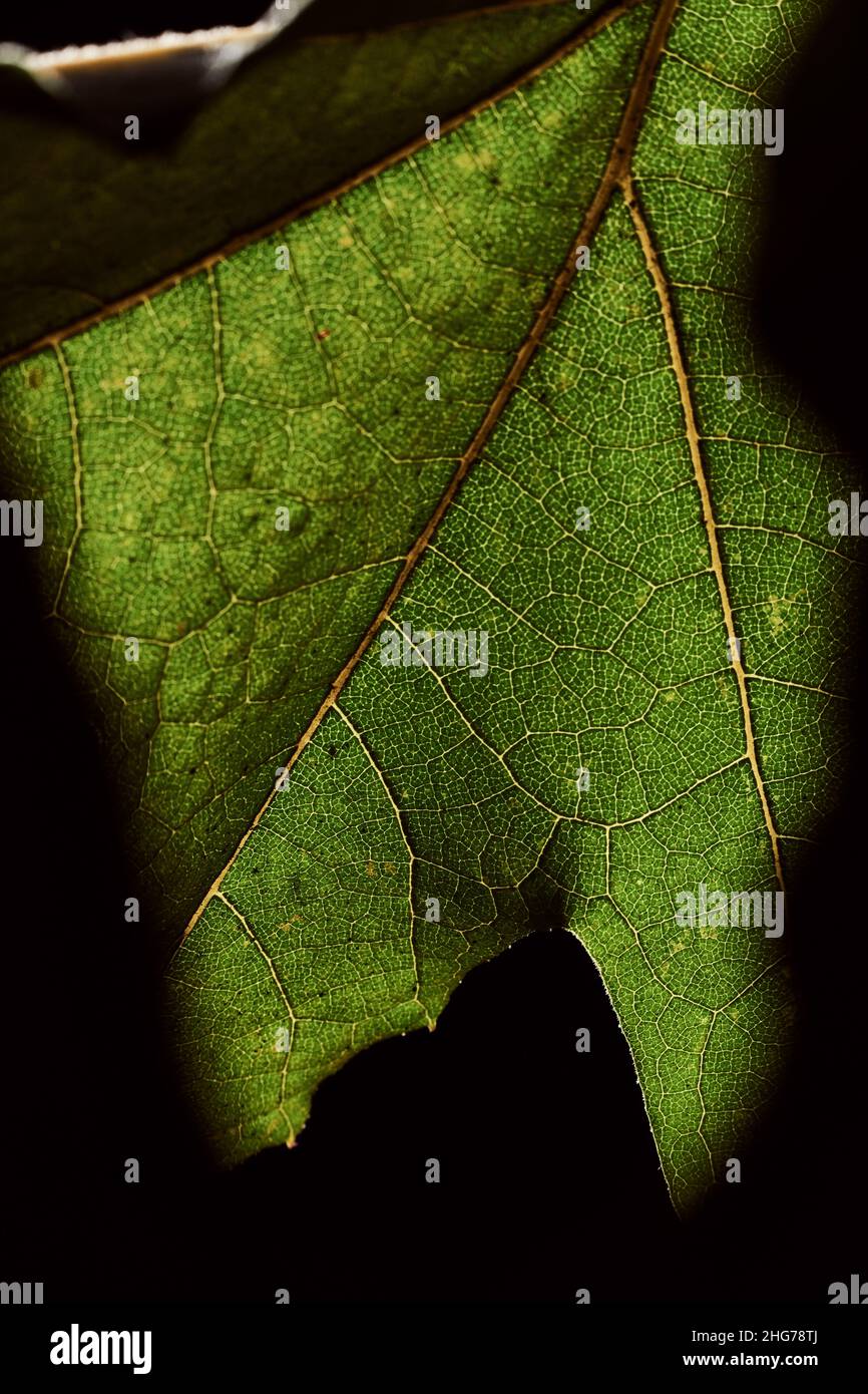 Nahaufnahme eines Blattes aus kalifornischem Western Sycamore (Platanus racemosa) mit Hintergrundbeleuchtung. Stockfoto