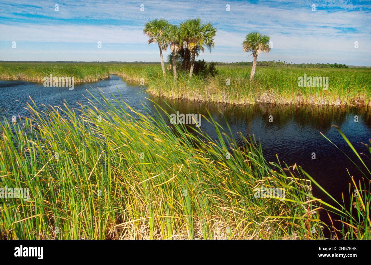 Florida Everglades Big Cypress National Preserve Kanal, Süßwasser slough Tamiami Trail Route 41, Sägegras Sägegras Palmen Wasser natürliche Landschaft Stockfoto