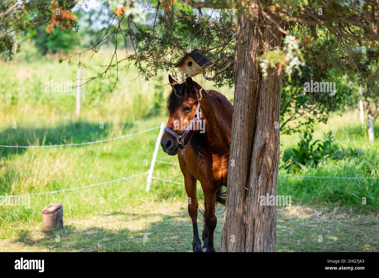 Dieses braune Pony steht im Schatten bei einem Baum auf ihrer DeKalb County Farm in der Nähe von Spencerville, Indiana, USA. Stockfoto