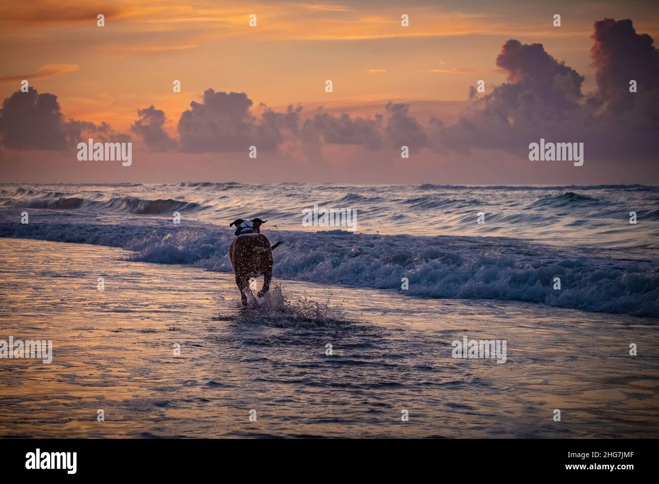 Ein lustiger Pitbull-Hund spritzt, läuft und spielt am Strand von Emerald Isle, North Carolina. Stockfoto