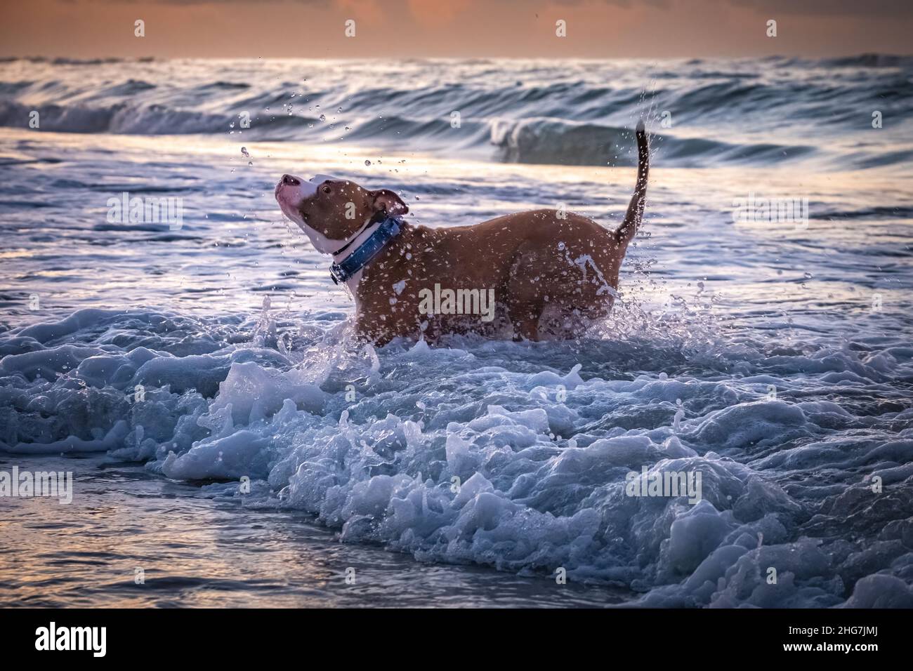 Ein flauschiger Pitbull-Hund spritzt, läuft und spielt am Strand von Emerald Isle, North Carolina. Stockfoto