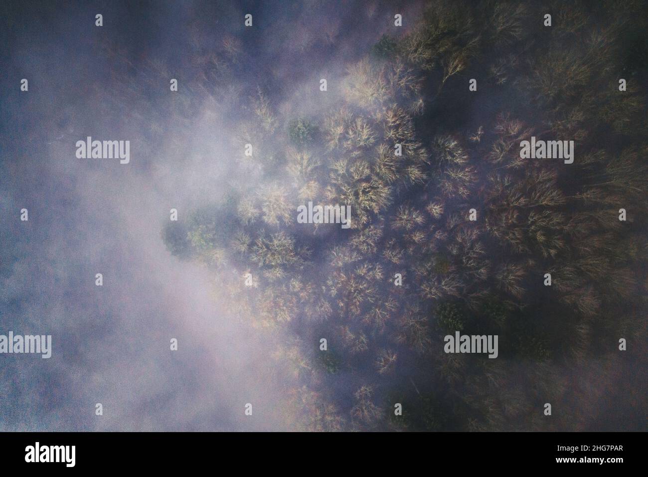 Nebliger PNW-Morgen über einem Wald Stockfoto