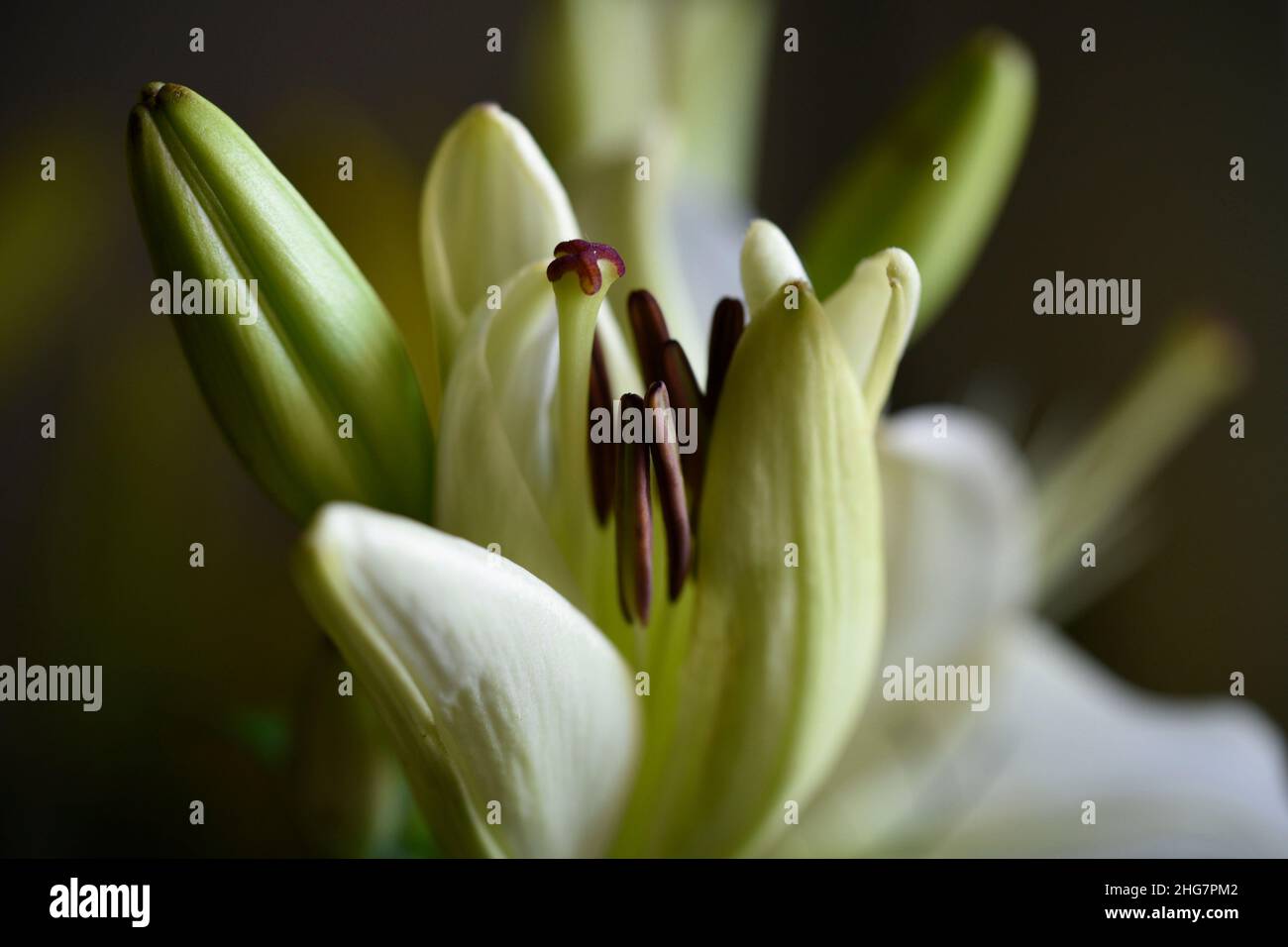 Digitale Malerei einer Lilie mit ihrem Staubgefäß. Stockfoto