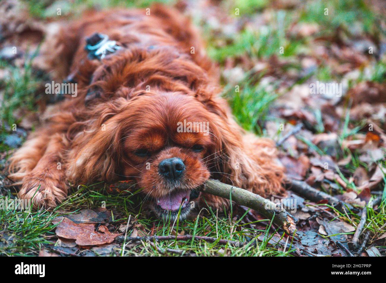 Cavalier King Charles Spaniel züchtet einen Hund, der auf einem Stock kaut Stockfoto