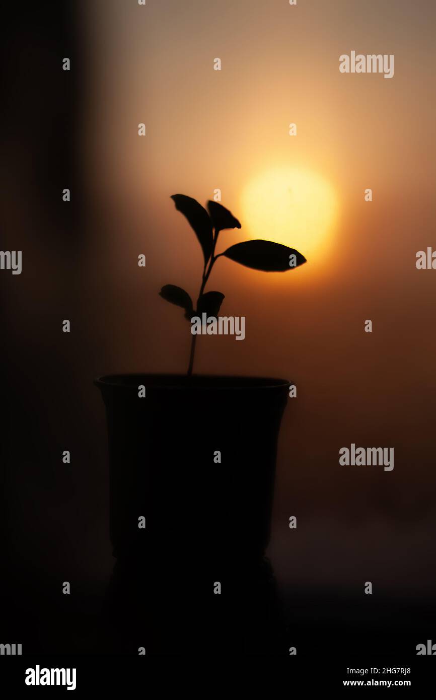 Silhouette der Pflanze vor dem Hintergrund der Morgensonne Stockfoto