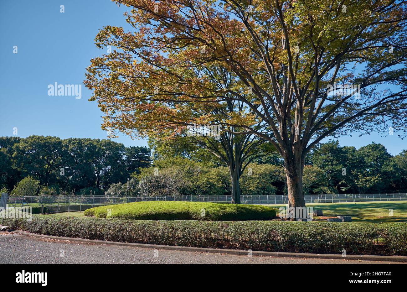 Die herbstbunten Bäume auf dem Honmaru O-shibafu (Rasen) in den Ostgärten des Kaiserpalastes, dem Ort des ehemaligen Edo-Schlosses. Tokio. Japan Stockfoto