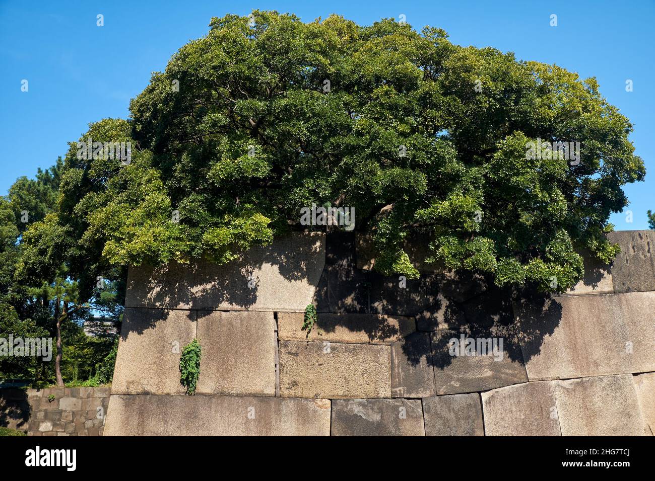 Der Blick auf die alte Steinmauer des Schlosses Edo mit den Bäumen im Garten des Kaiserpalastes von Tokio. Tokio. Japan Stockfoto