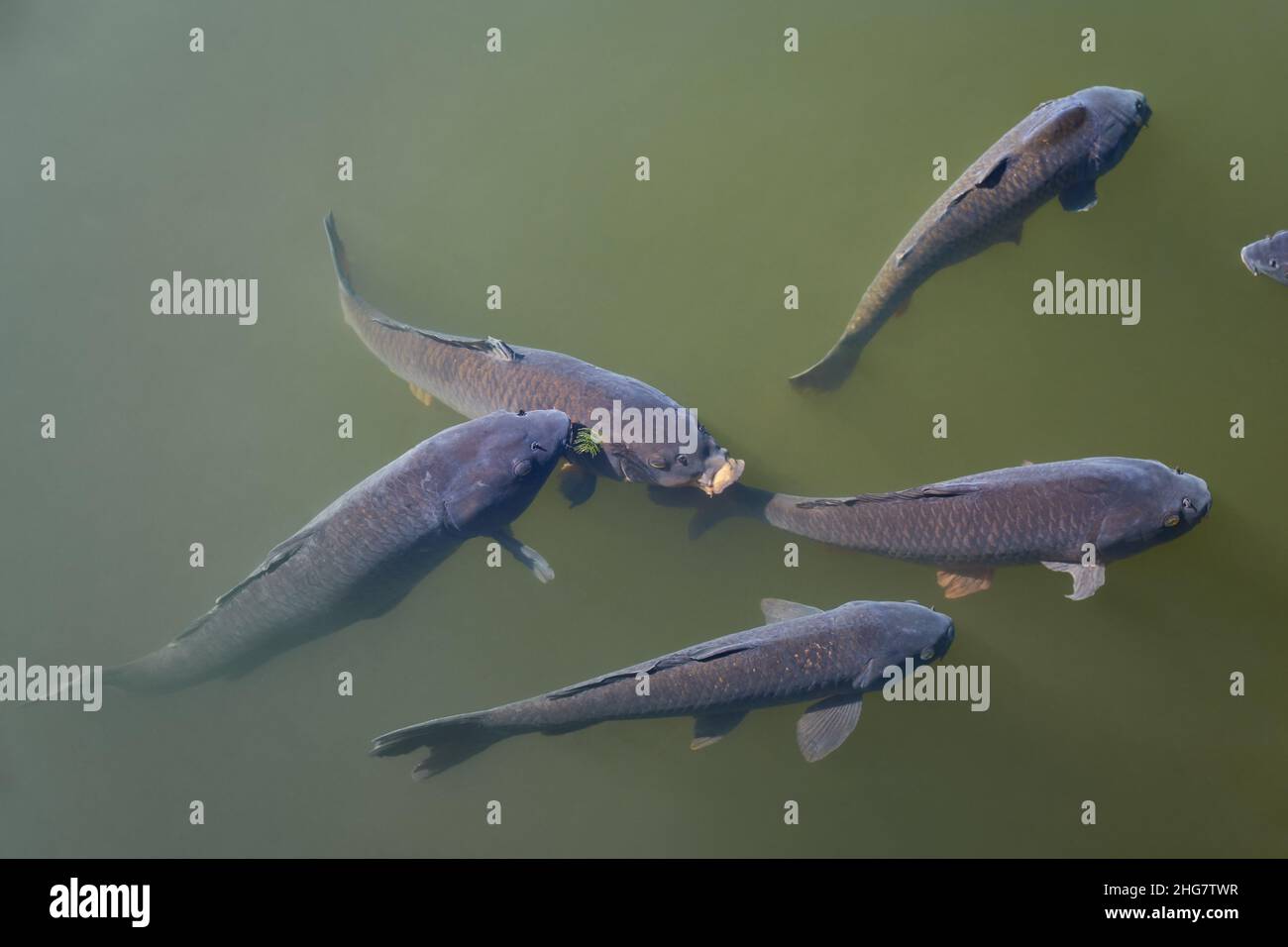 Die Amurkarpfen sammeln sich im schlammigen Wasser. Tokio. Japan Stockfoto