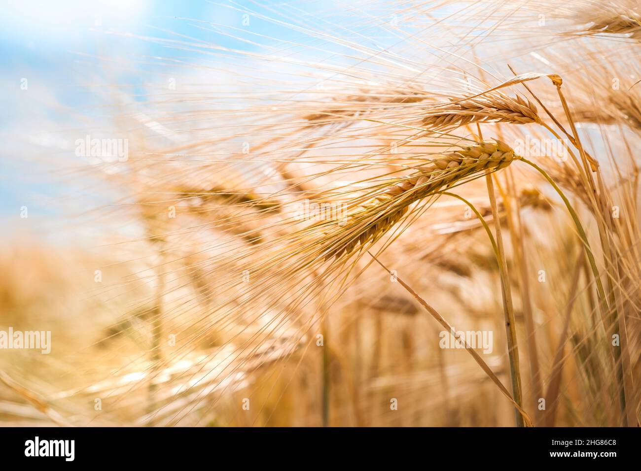 Goldene Weizenfeld im Sommer Stockfoto