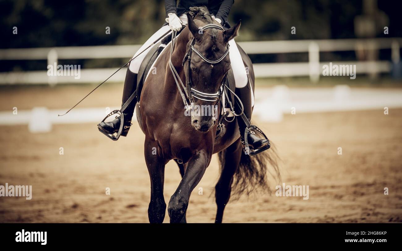 Pferdesport. Portrait Sporthengst im Doppelquirl.die Beine des Reiters im Steigbügel, auf einem Pferd reitend. Dressur von Pferden im are Stockfoto