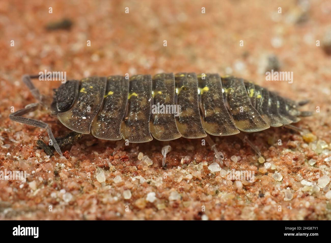 Nahaufnahme des schwarzen Woudlaus, Porcellio spinicornis im Garten Stockfoto