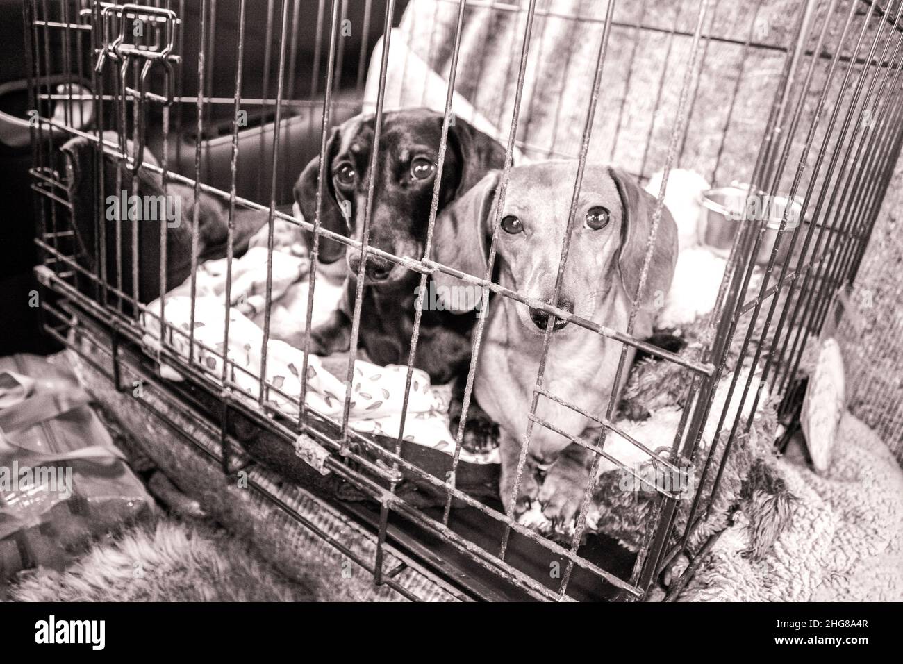 Zwei Miniatur-Dachshunds in einem metallenen Hundekäfig, die unterwegs sind oder gerettet wurden. Stockfoto
