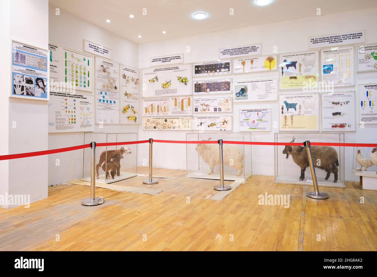 Eine Ausstellung, Ausstellung verschiedener ausgestopfter, ausgestopfter Tiere. Im Naturmuseum in Taschkent, Usbekistan. Stockfoto