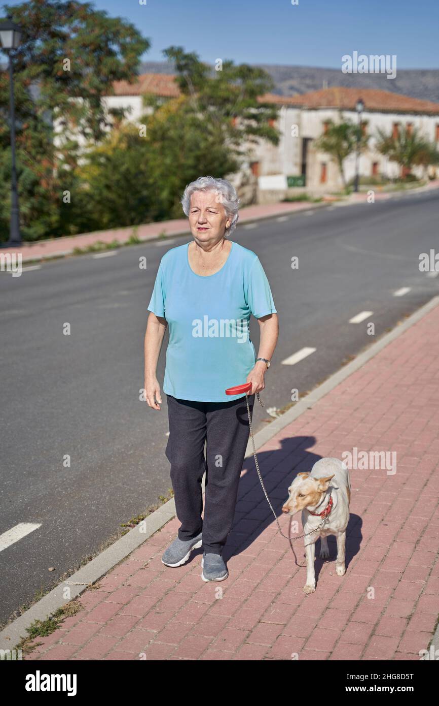 Ganzer Körper von gealtertem Weibchen mit grauem Haar, der den Podenco-Hund an der Leine auf dem gepflasterten Gehweg an sonnigen Tagen führt Stockfoto