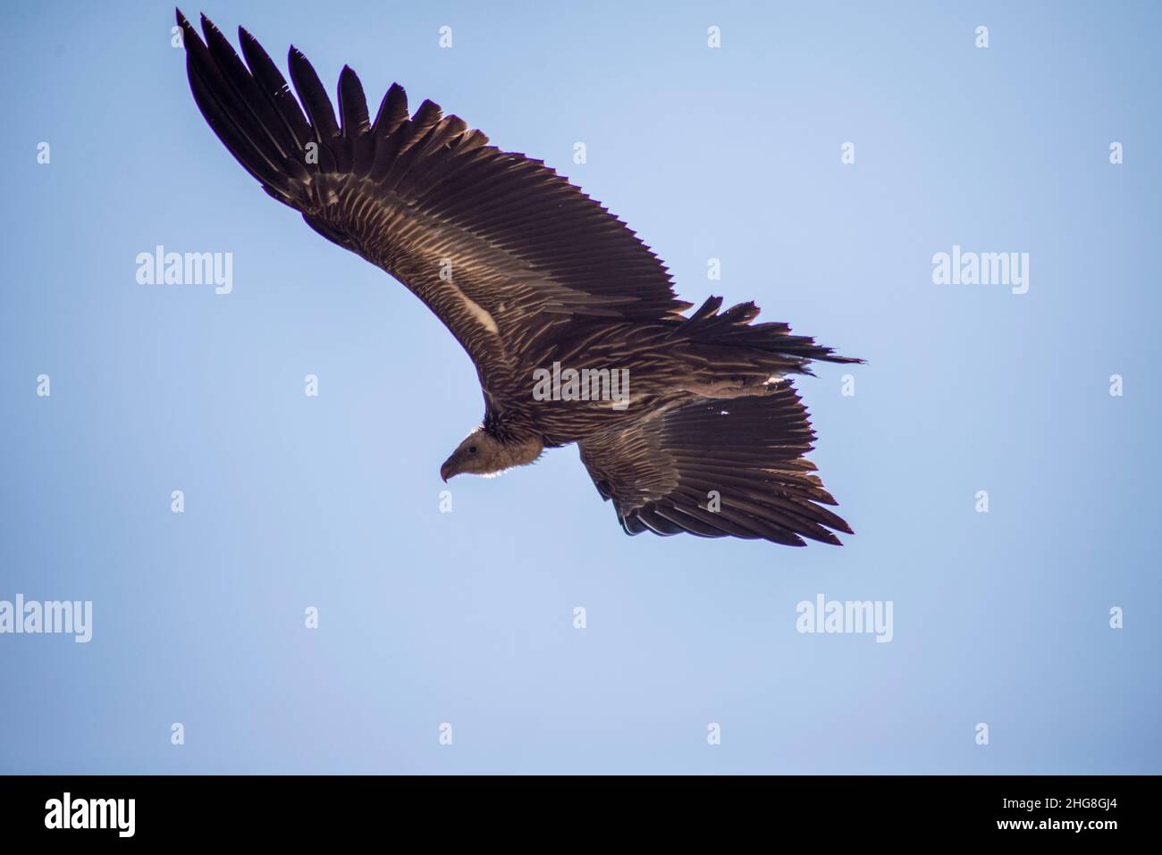 Birmanischer Adler, der über einen leuchtend blauen Himmel schwingt, aus einem einzigartigen Blickwinkel erfasst, der seinen kraftvollen Flug und seine majestätische Präsenz in der Natur zeigt. Stockfoto