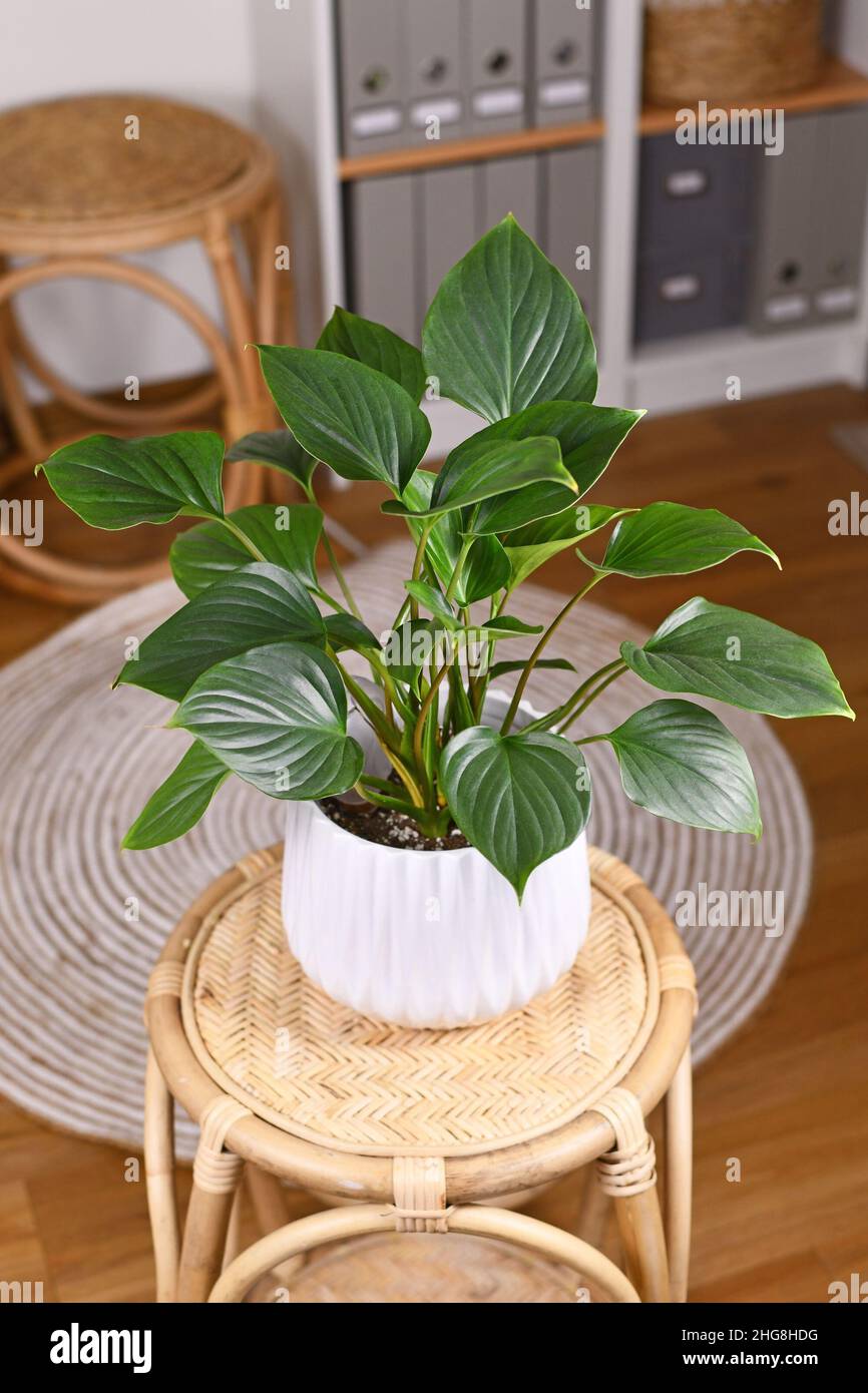 Tropische 'Homalomena rubescens Emerald Gem' Zimmerpflanze in Blumentopf auf Tisch im Wohnzimmer Stockfoto