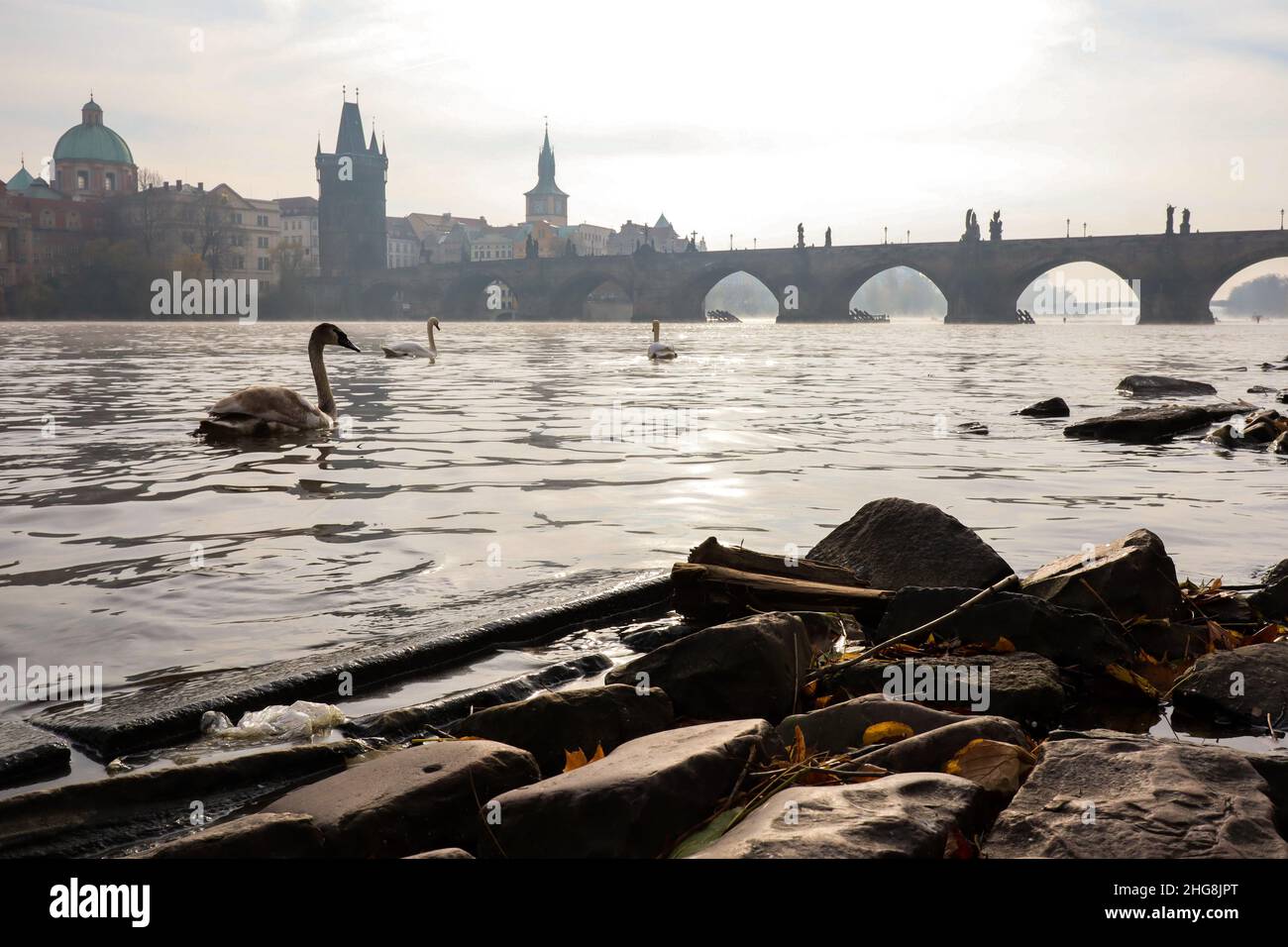 Stadtkulisse der Misty Charles Brücke mit Moldau und Schwan in Prag. Schöne Szene der Hauptstadt der Tschechischen Republik. Stockfoto