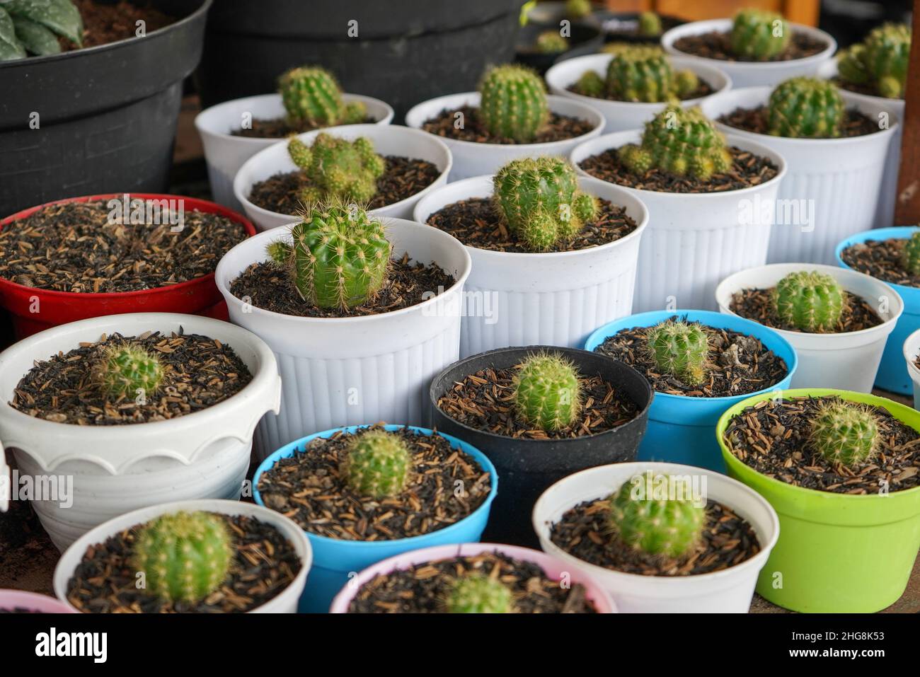 Ein Kaktus (plural Kakteen, Kakteen oder Kakteen) ist ein Mitglied der  Sukkulente Familie Cactaceae, ursprnglich aus Amerika Stockfotografie -  Alamy