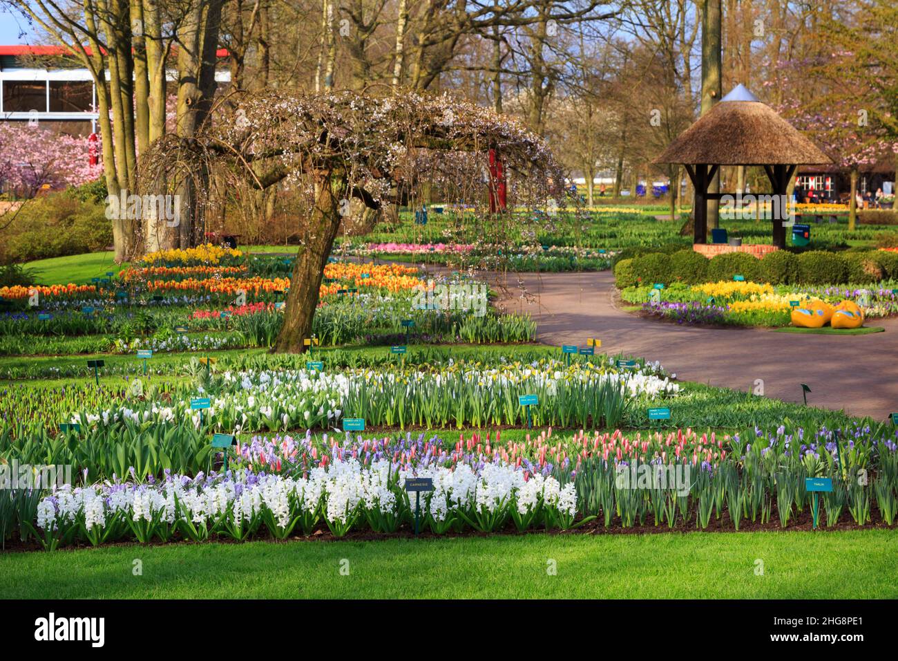 Bunte Tulpen und Hyazinthen blühen im frühlingsgarten keukenhof, Niederlande Stockfoto