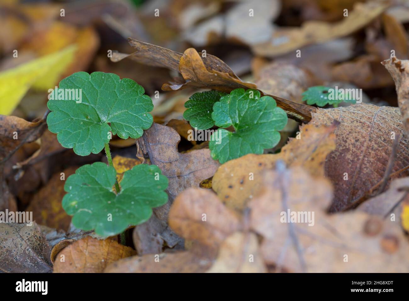 Efeublttriger gundermann -Fotos und -Bildmaterial in hoher Auflsung   Alamy
