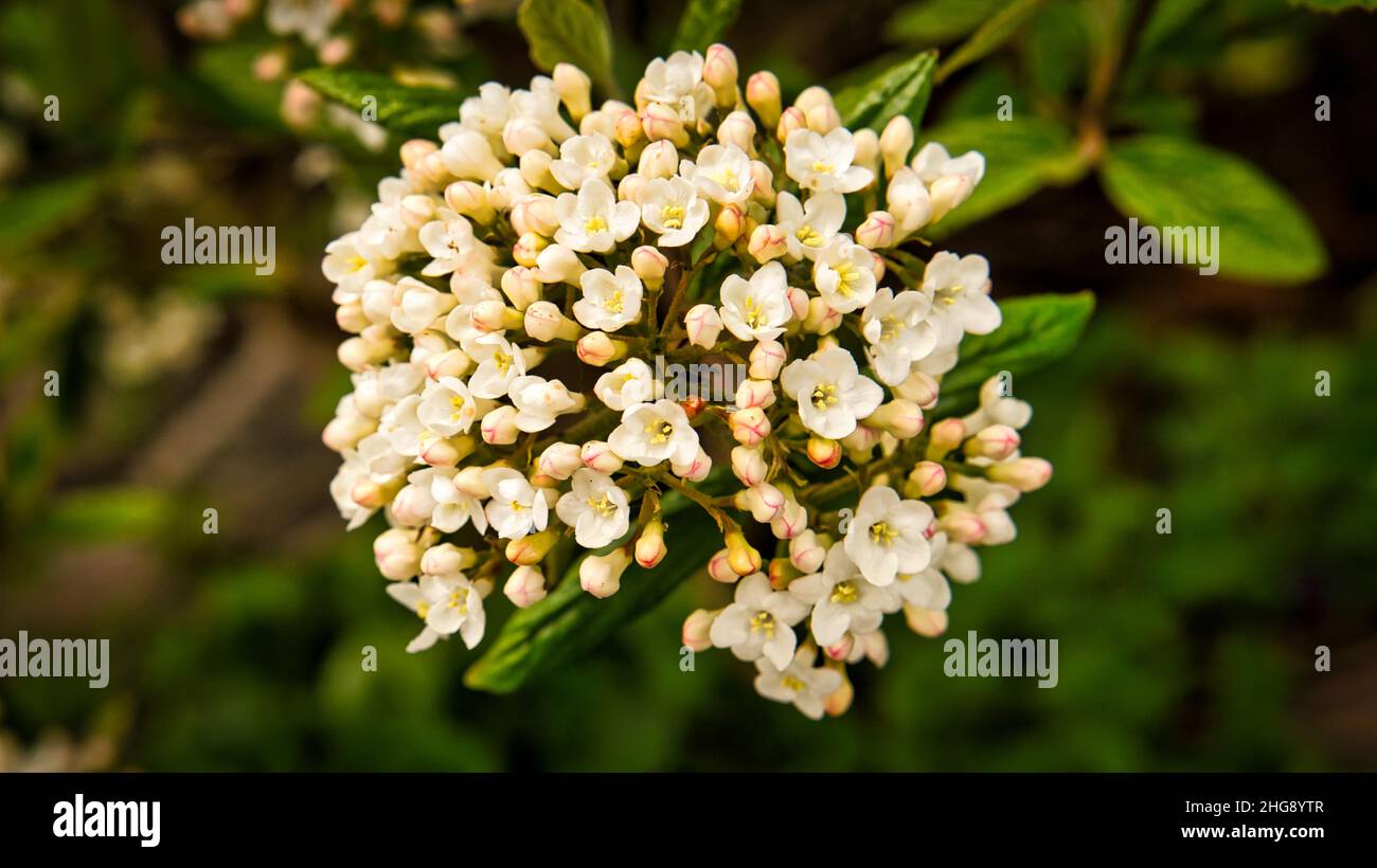 Weiße Blume mit schönen Blütenblättern, die individuell auf einer Blumenwiese dargestellt sind. Die Blume in der Wiese Bokeh Stockfoto