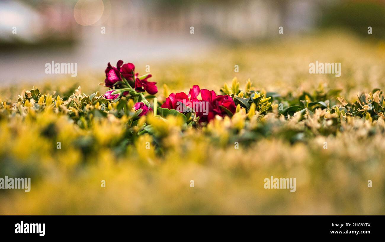 Rote Blume mit schönen Blütenblättern, die individuell auf einer Blumenwiese dargestellt sind. Die Blume in der Wiese Bokeh Stockfoto