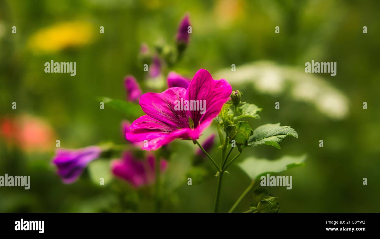 Rote Blume mit schönen Blütenblättern, die individuell auf einer Blumenwiese dargestellt sind. Die Blume in der Wiese Bokeh Stockfoto