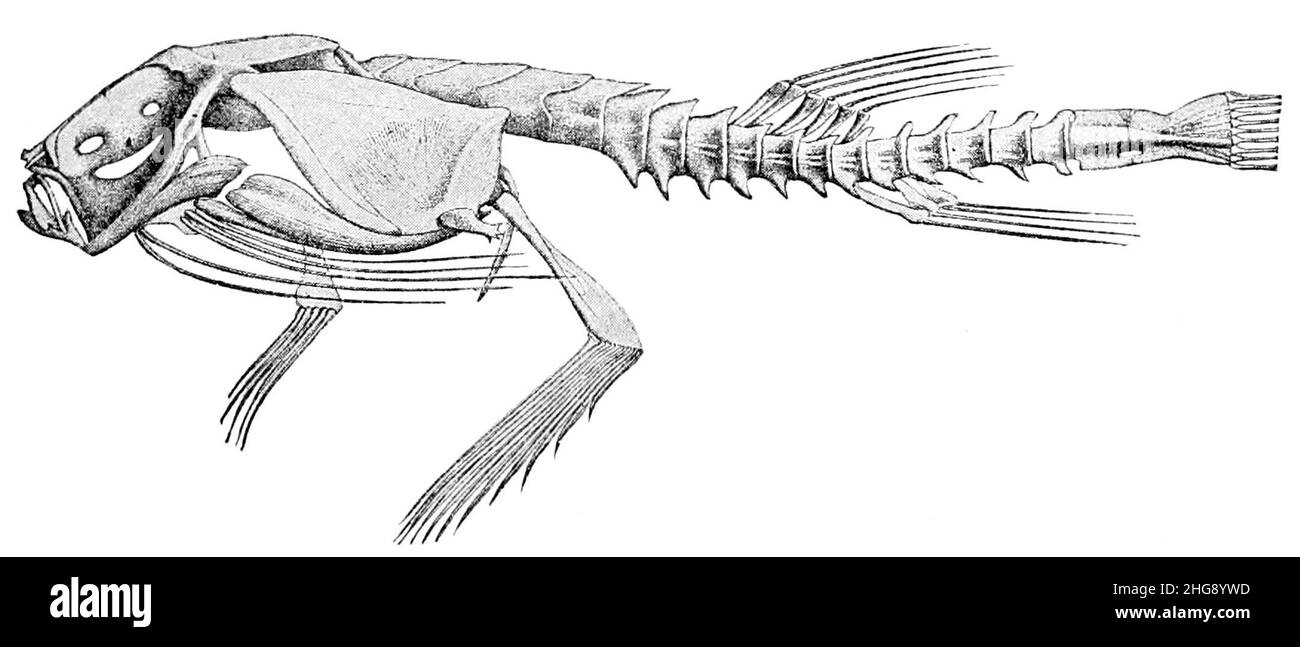 Skeleton of Dibranchus spinosus Jahresbericht des Board of Regents der Smithsonian Institution (1908) Stockfoto