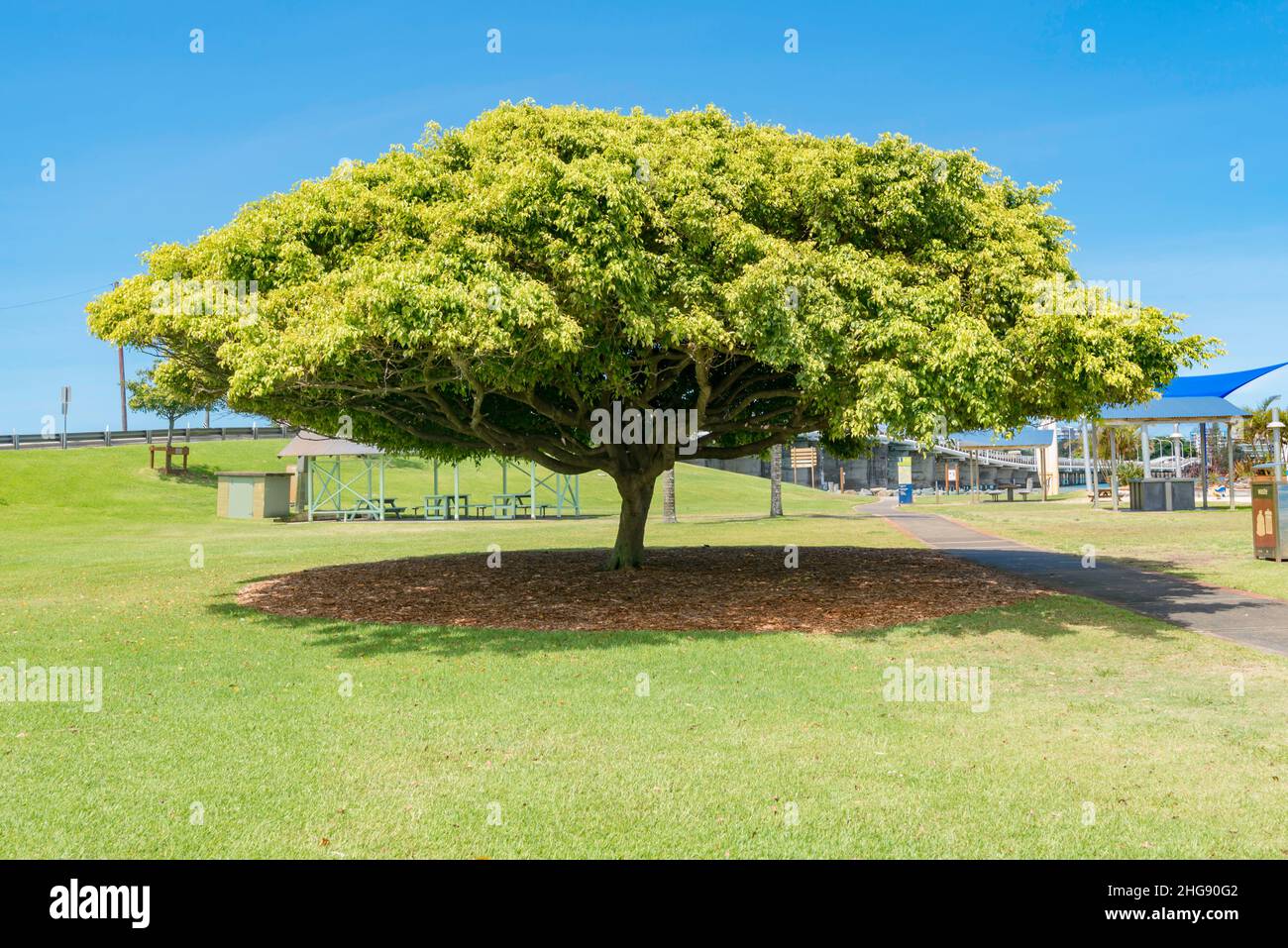 Eine reife Trauerfeige (Ficus benjamina) oder Benjamin Fig, die im Zentrum des Lone Pine Memorial Park in TunCurrische, New South Wales, Australien wächst Stockfoto
